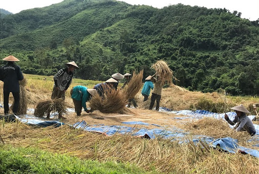 Rice Harvesting in Laos